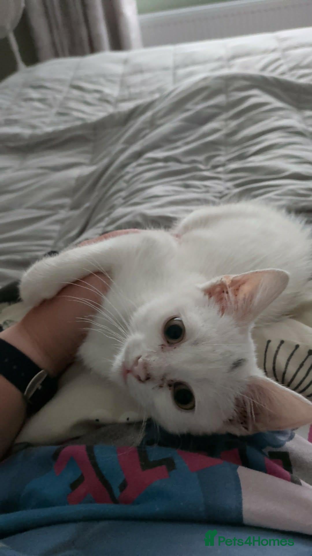 Mixed Breed cats Kitten for sale - Advert 5