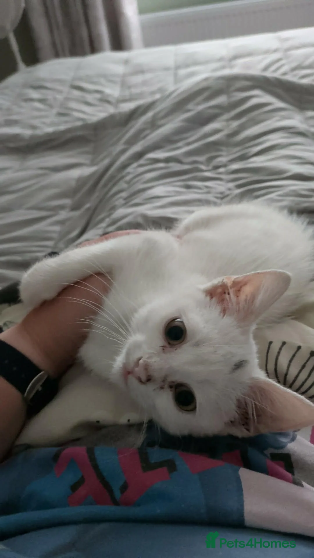 Mixed Breed cats for sale: Kitten for sale in Pontefract - Advert 1