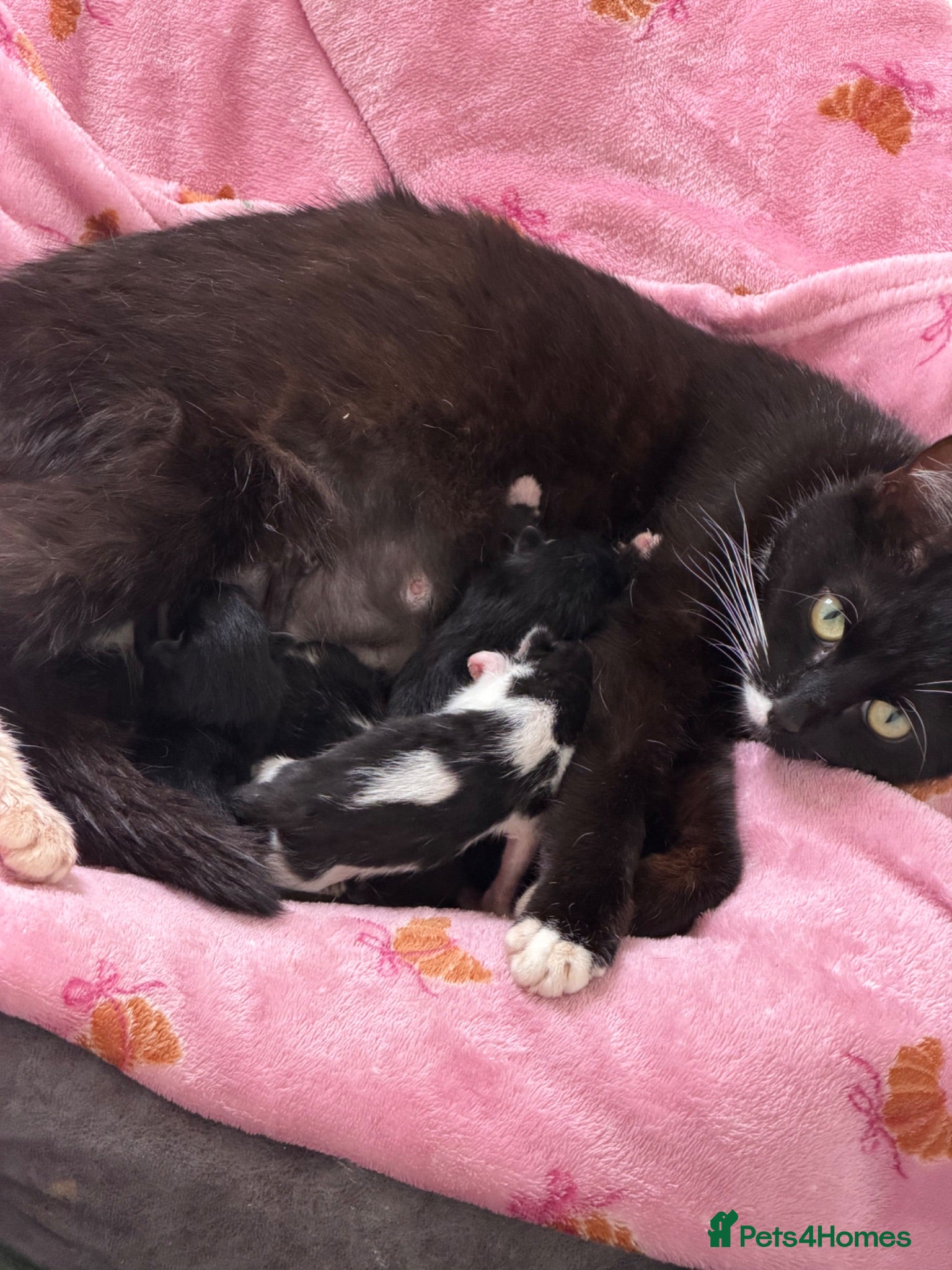 Mixed Breed cats Mixed Breed Litter ( American Wirehair/ Bombay) - Advert 1