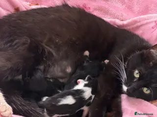 Mixed Breed cats Mixed Breed Litter ( American Wirehair/ Bombay) - Advert 1