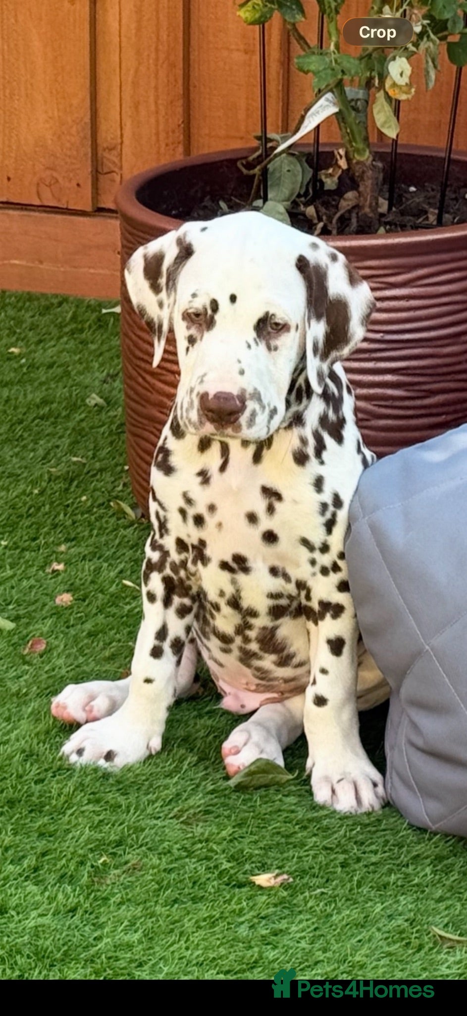 Dalmatian dogs Just 1 Liver and white boy left available  - Advert 1