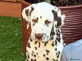 Dalmatian dogs Just 1 Liver and white boy left available - Advert 1