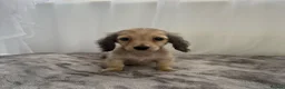 Miniature Dachshund dogs for sale: Beautiful long coat puppies ready now - Advert 20