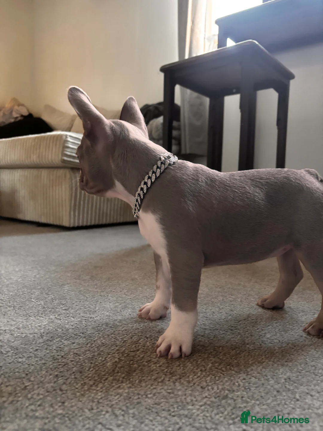 French Bulldog dogs for sale: french bulldog pup - Advert 4