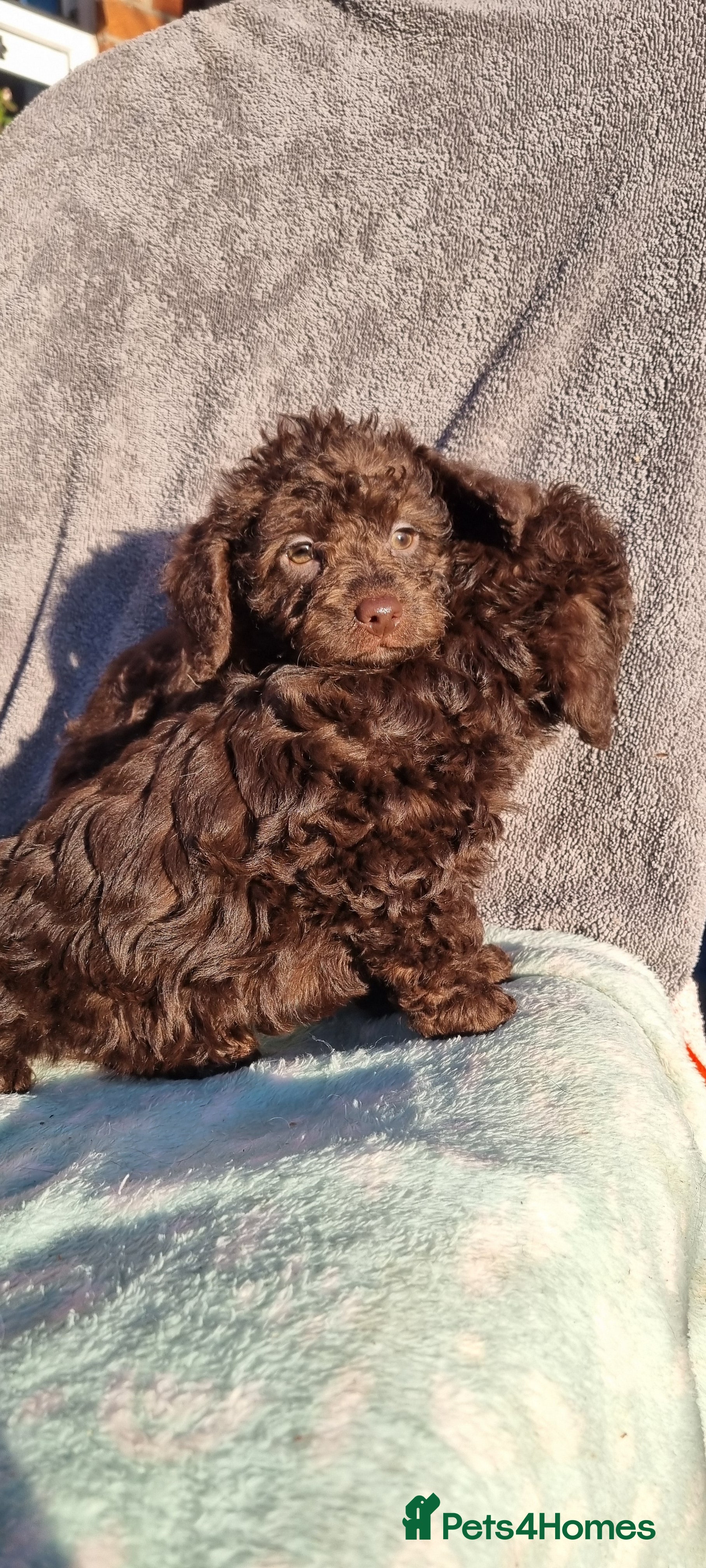 Westiepoo dogs WESTIEPOOS MAGiCAL X's SUPER SMOOTH SILKY n SOFT - Advert 1