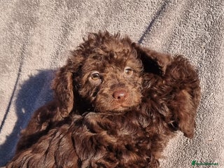 Westiepoo dogs WESTIEPOOS MAGiCAL X's SUPER SMOOTH SILKY n SOFT - Advert 1