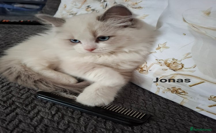 Ragdoll cats Purebred Ragdoll Kittens - TICA - YORKSHIRE - Advert 5