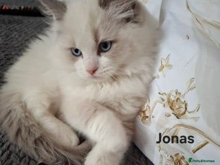 Ragdoll cats Purebred Ragdoll Kittens - TICA - YORKSHIRE - Advert 8