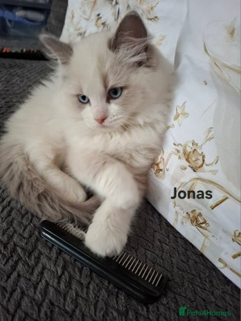 Ragdoll cats Purebred Ragdoll Kittens - TICA - YORKSHIRE - Advert 5