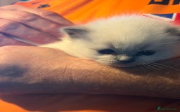 Ragdoll cats for sale: Adorable Ragdoll kittens - Image 8