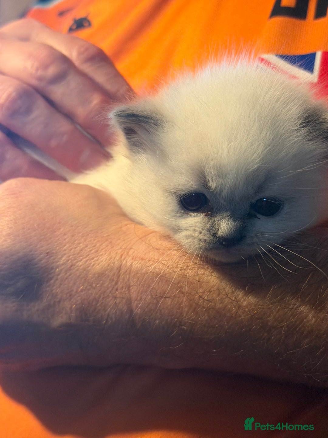 Ragdoll cats for sale: Adorable Ragdoll kittens - Image 8