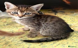 Mixed Breed cats for sale: 5 kittens looking for their forever homes  - Image 3