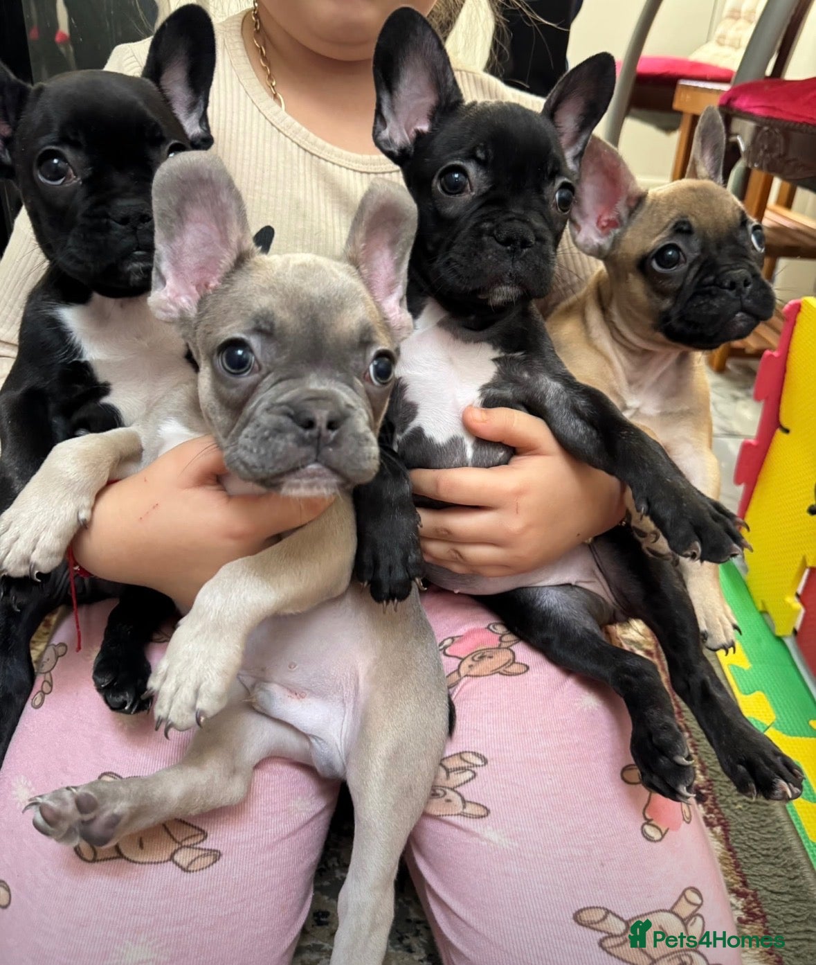 French Bulldog dogs 4 Beautiful French Buldog Puppies - Advert 4
