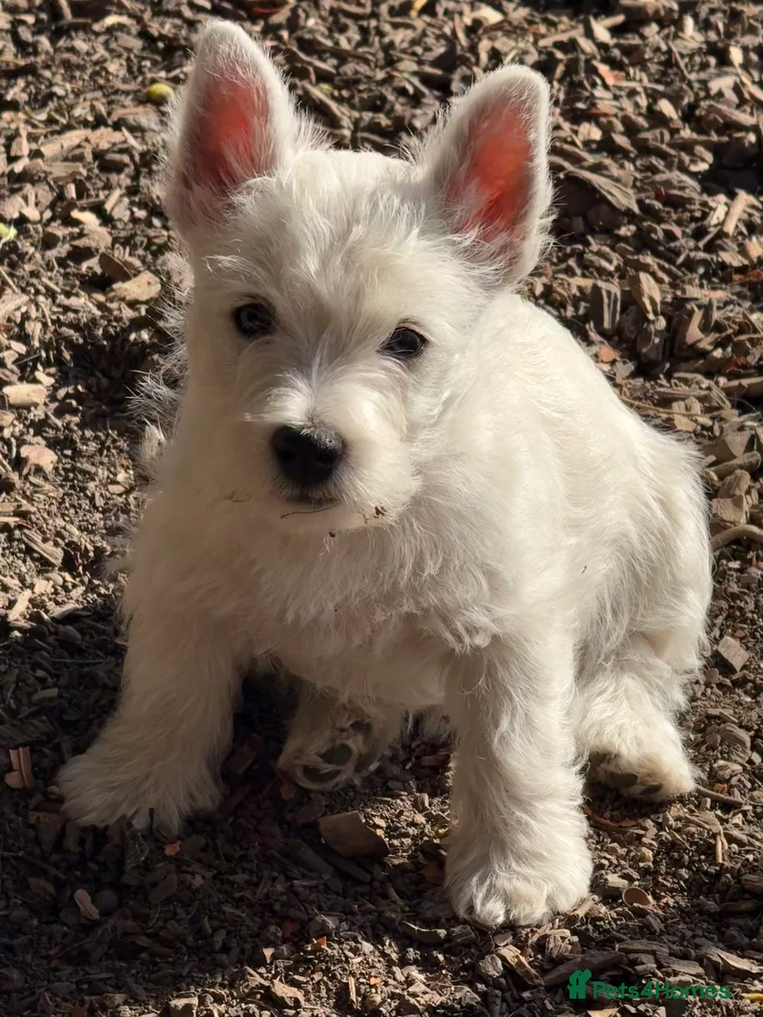 West Highland Terrier dogs for sale: PRICE REDUCED !!! 1 BOY AVAILABLE !!! - Advert 15