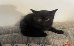 Mixed Breed cats for sale: Kittens For Sale  - Image 3