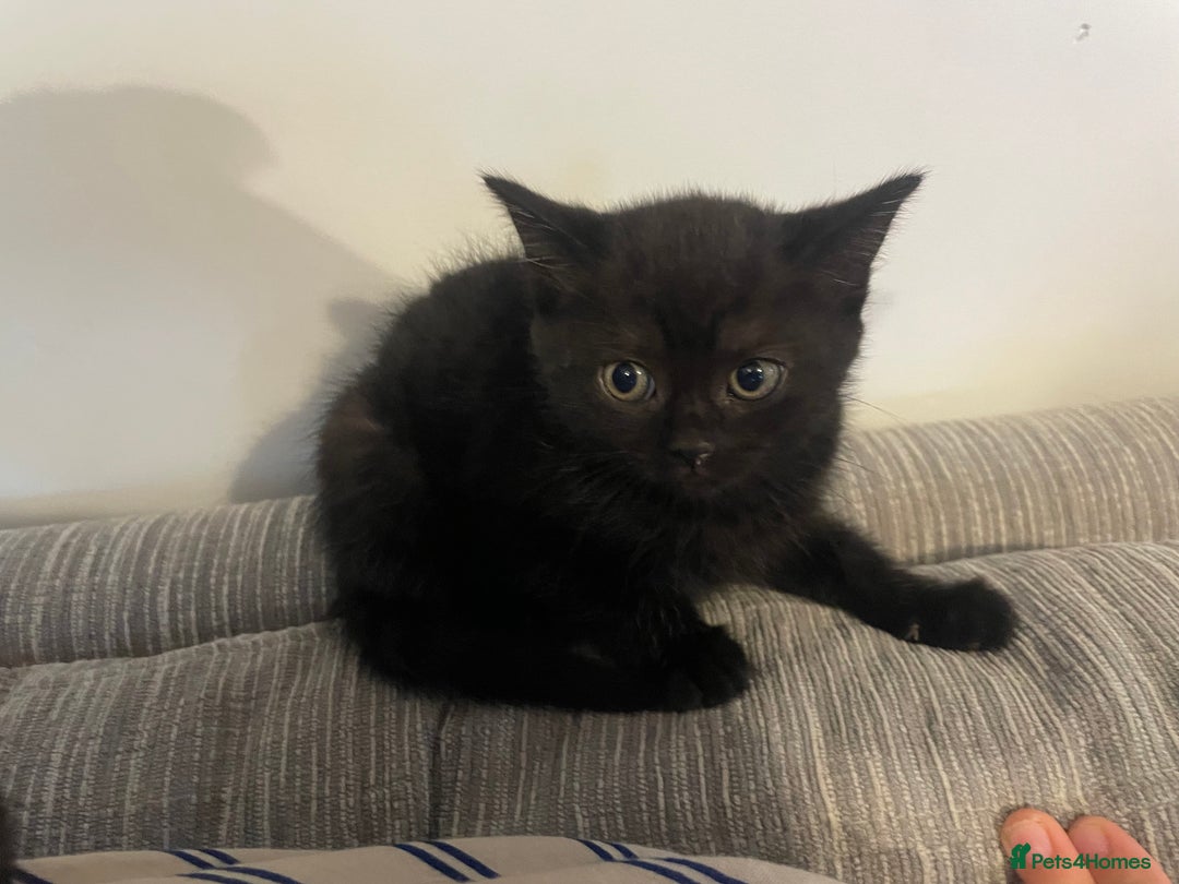 Mixed Breed cats for sale: Kittens For Sale  - Image 3