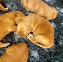 Golden Retriever dogs - Advert 3