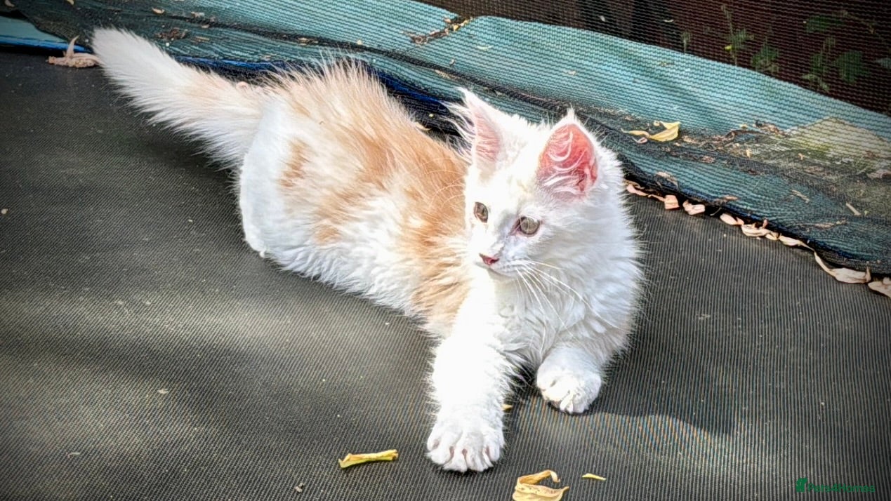 Maine Coon cats for sale: Male Maine Coon Pedigree Kitten. GCCF. Red Smoke - Advert 7