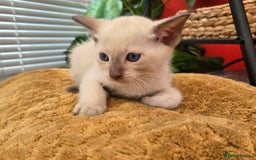 Tonkinese cats for sale: Registered, pedigree 1st generation,  VET checked  - Image 17