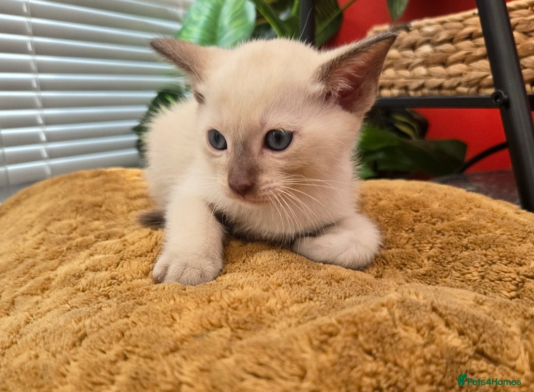 Tonkinese cats for sale: Registered, pedigree 1st generation,  VET checked  - Image 17