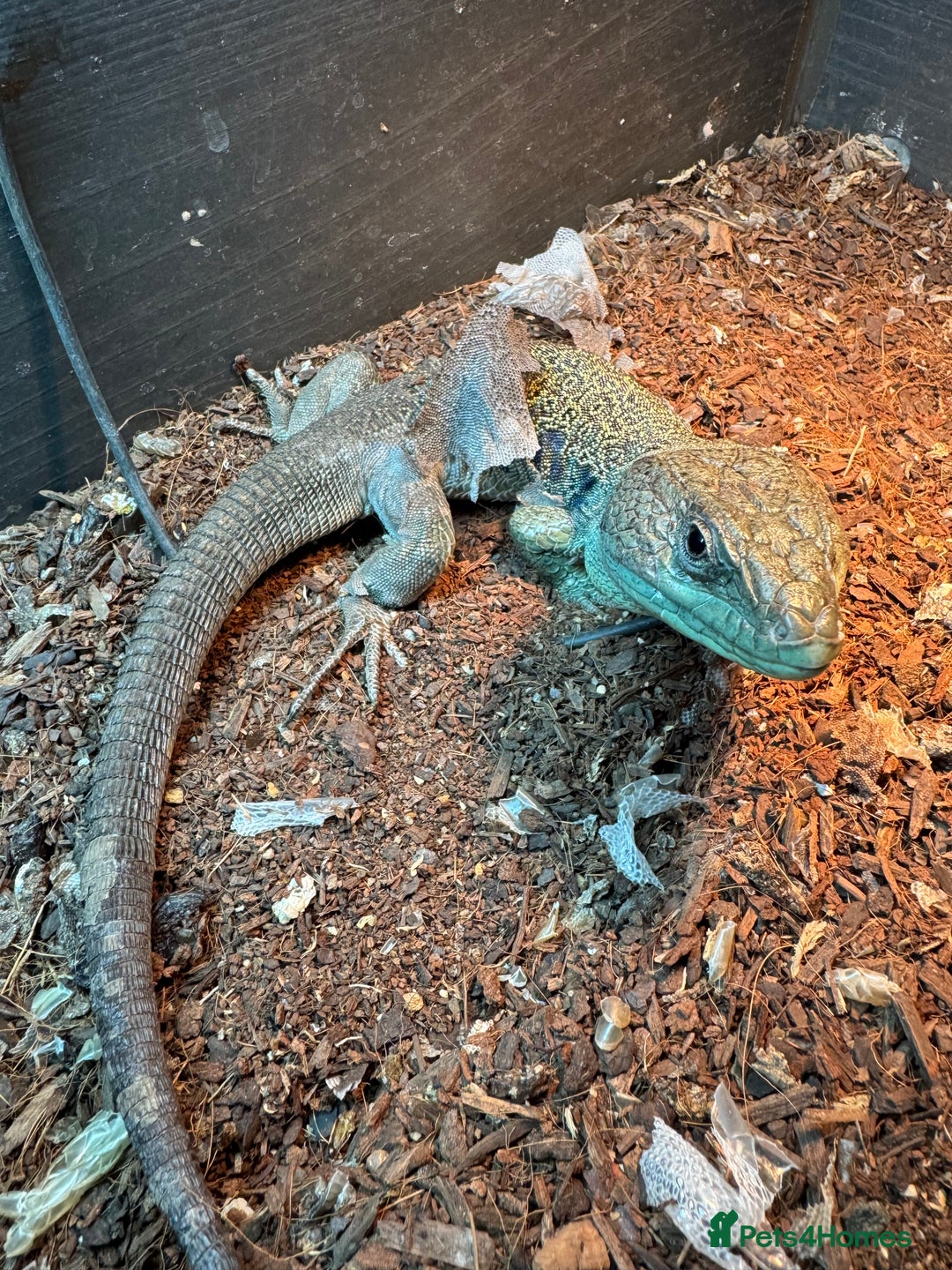 Lizard reptiles for sale: Jeweled lacerta / european eyed lizard male/female - Advert 3