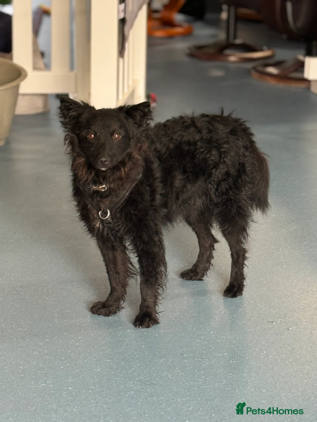 Mixed Breed dogs for adoption: Sweet Diana looking for a home in Salisbury - Advert 10