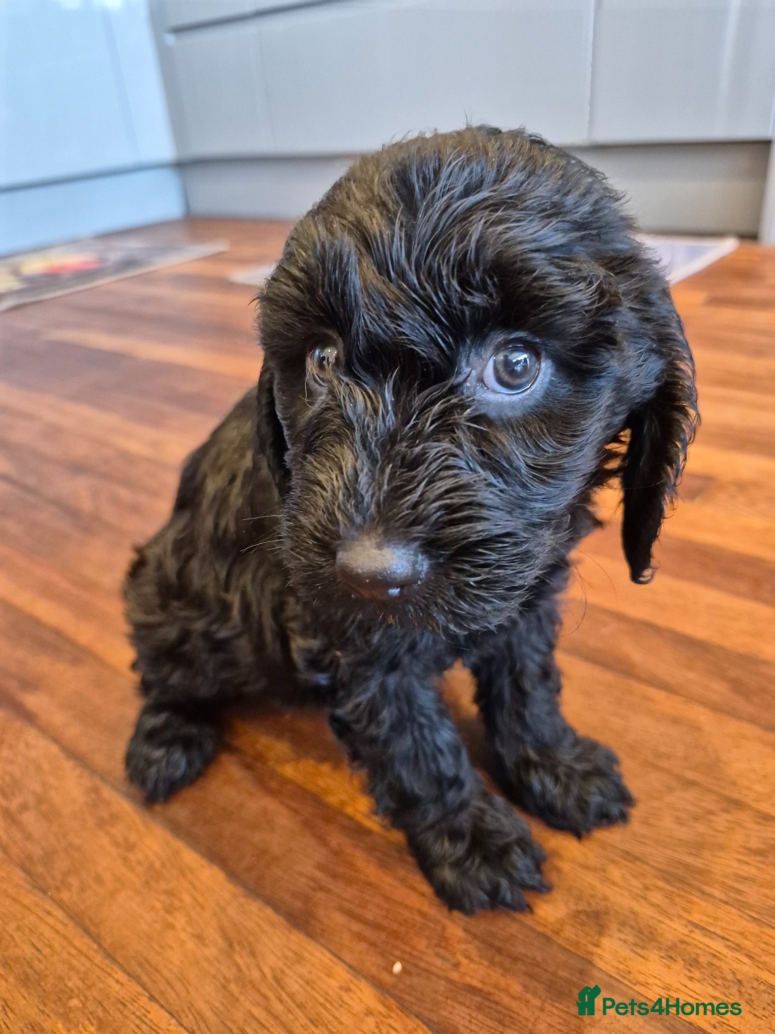 Cockapoo dogs Beautiful F1 COCKERPOO PUPPIES for sale  - Advert 2