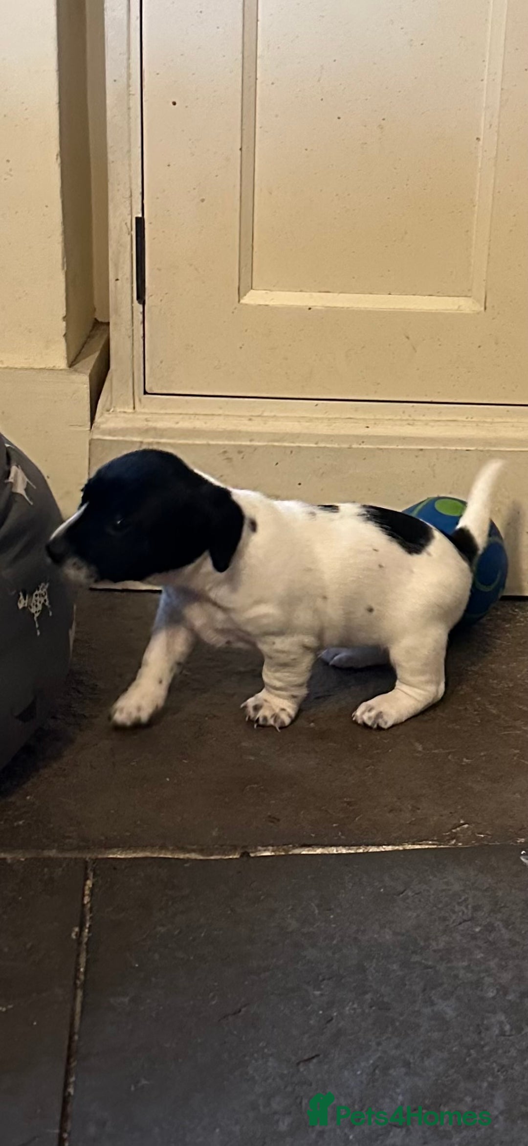 Mixed Breed dogs for sale: SpanielX x Jack Russell - Advert 4
