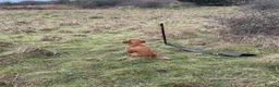 Cockerdor dogs for sale: 🌟 Health Tested Cockerdor Puppies 🌟  - Advert 4