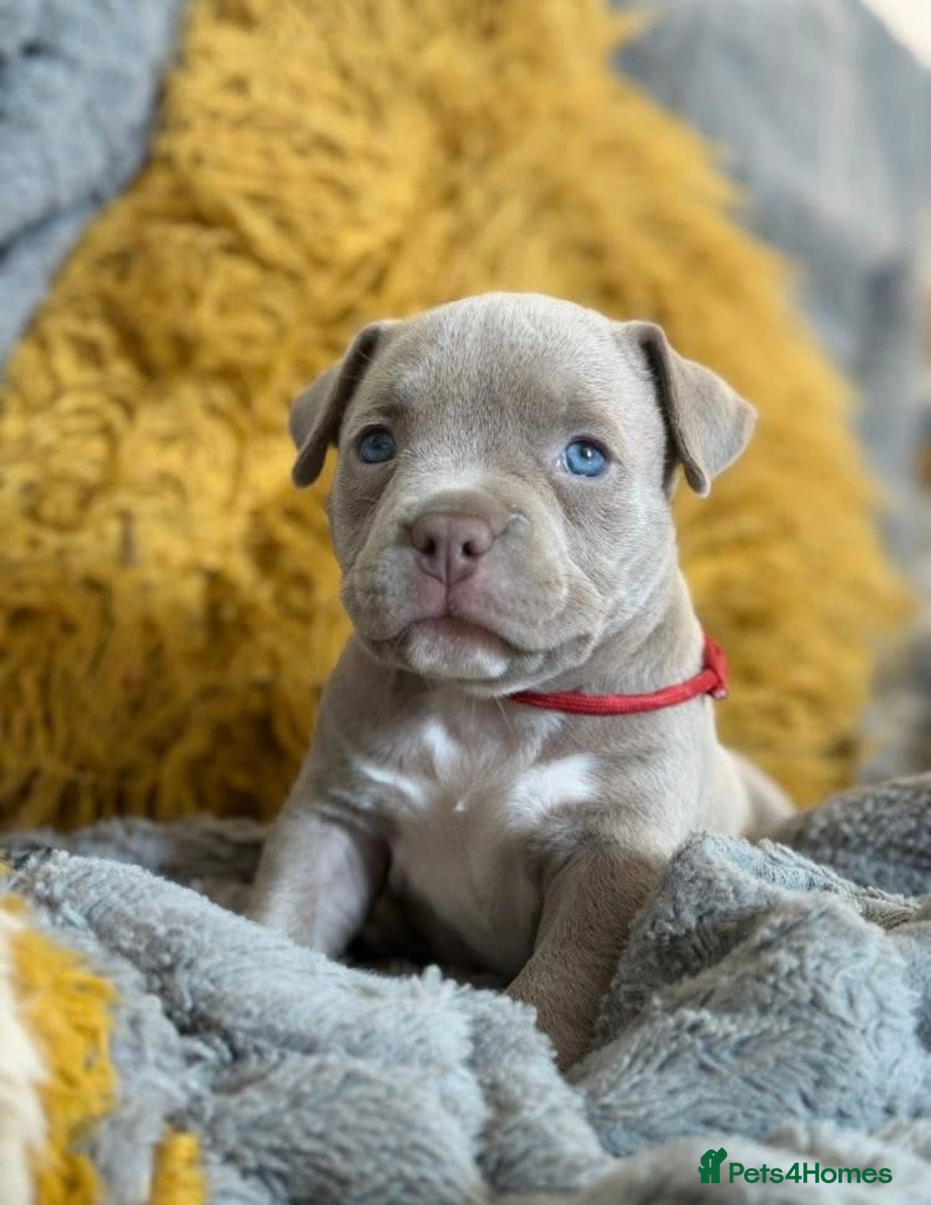 American Bully dogs Beautiful micro American bully pups - Advert 2