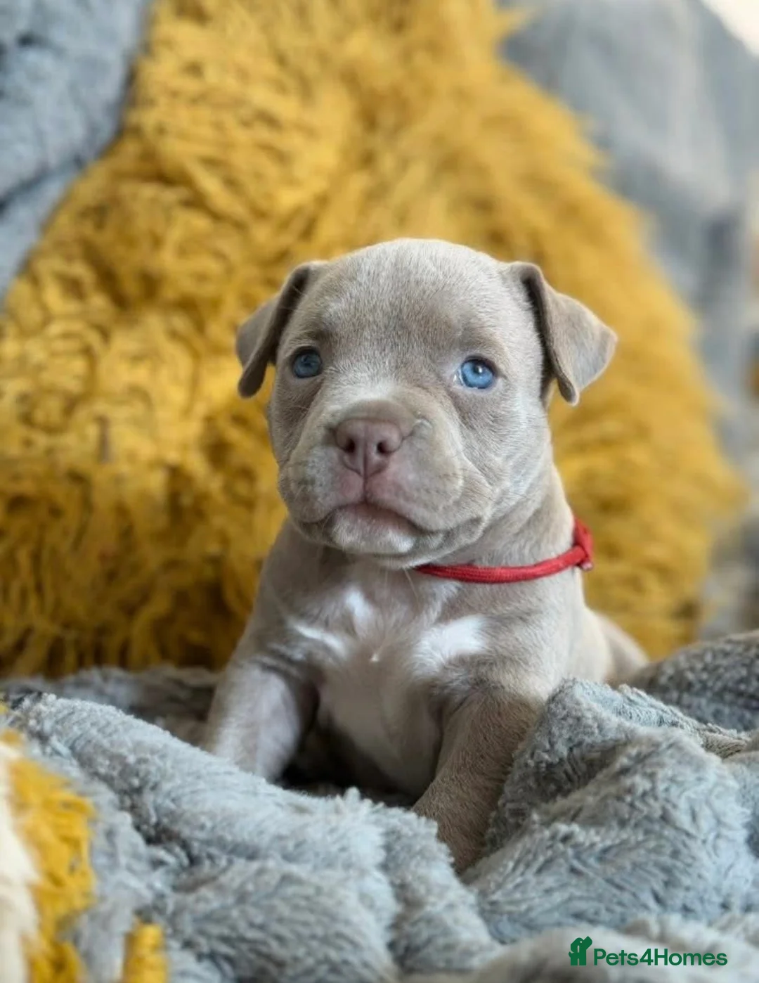 American Bully dogs for sale: Beautiful micro American bully pups - Advert 1