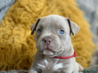 American Bully dogs Beautiful micro American bully pups - Advert 2