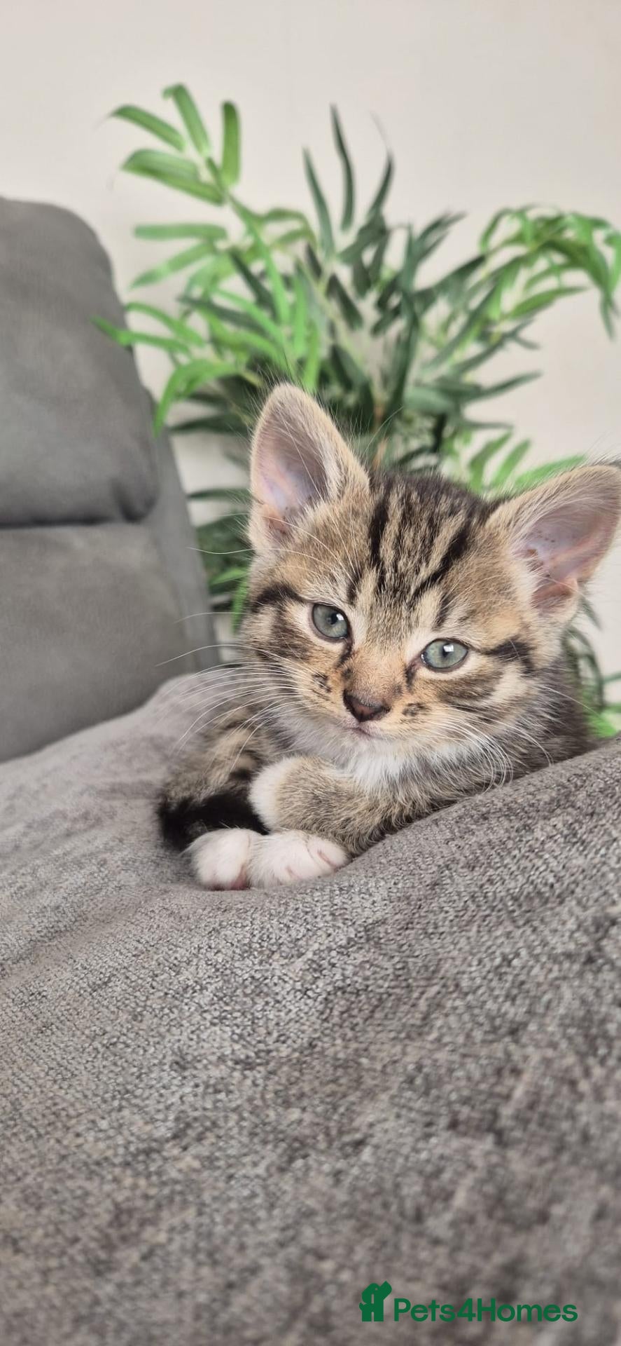 British Shorthair cats Beautiful Tabby female kitten - Advert 1