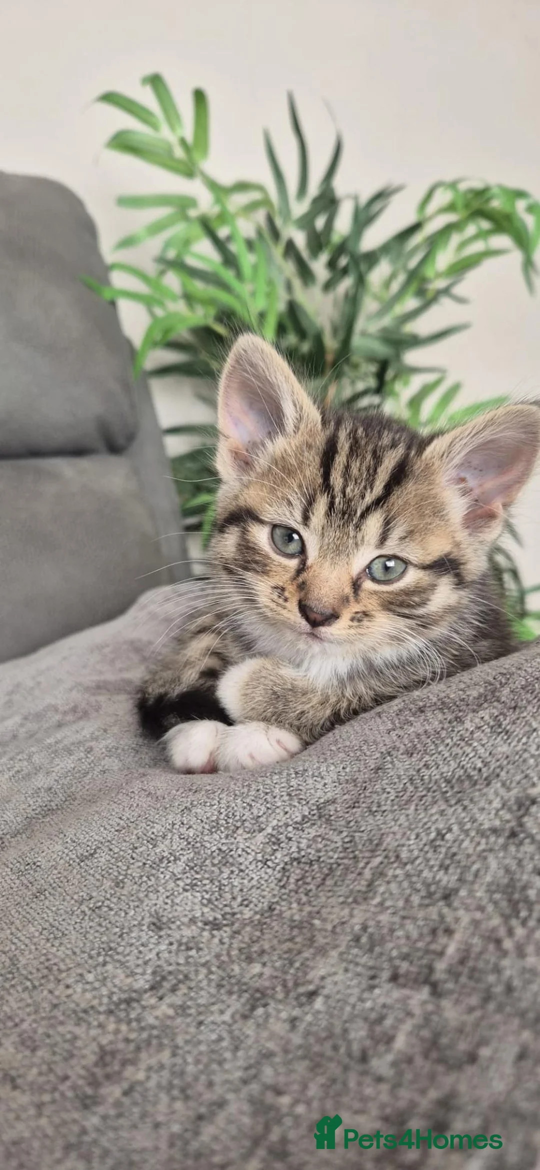 British Shorthair cats for sale: Beautiful Tabby female kitten - Advert 1