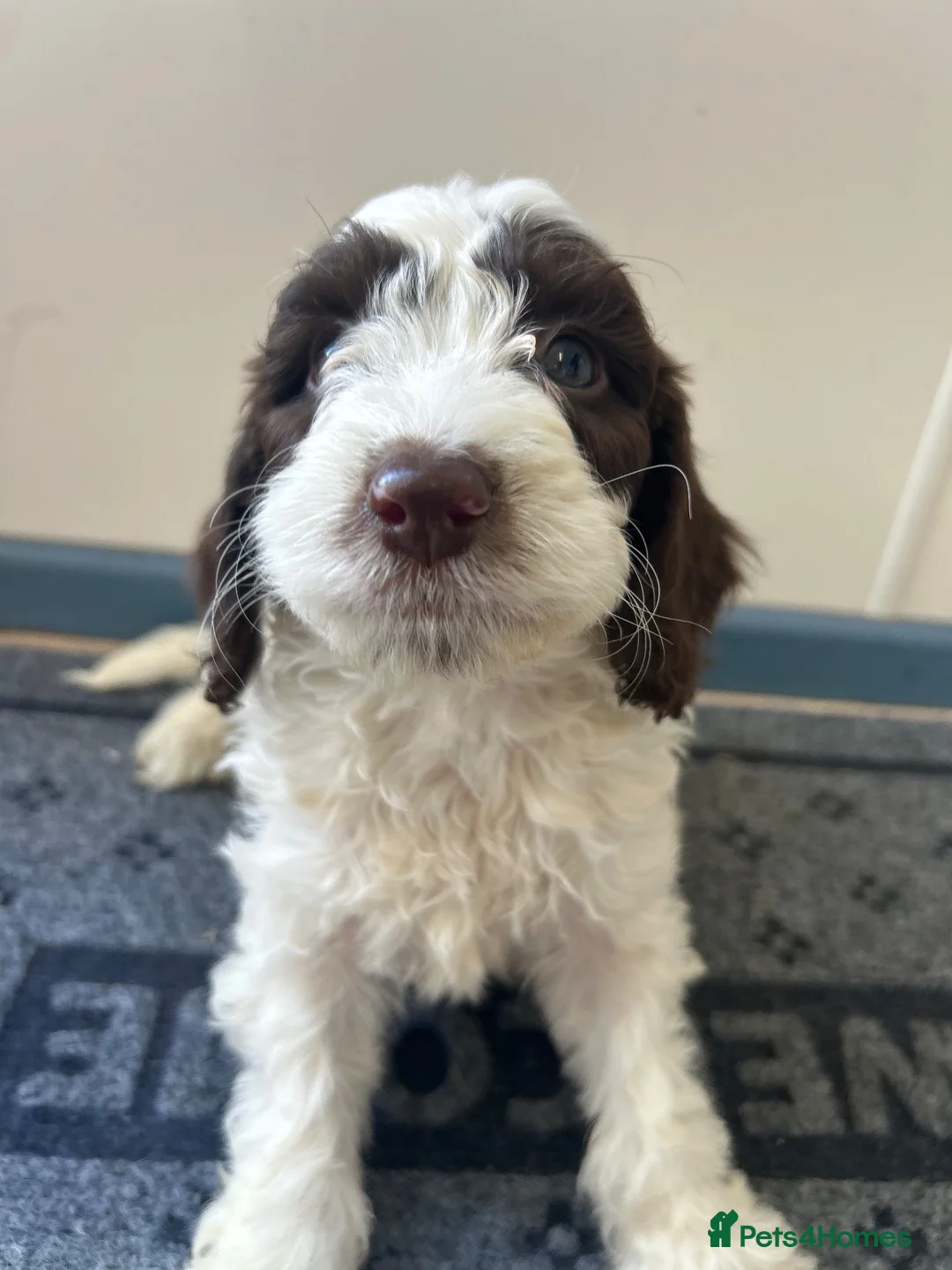 Sproodle dogs for sale: Miniature springerdoodle - Advert 2