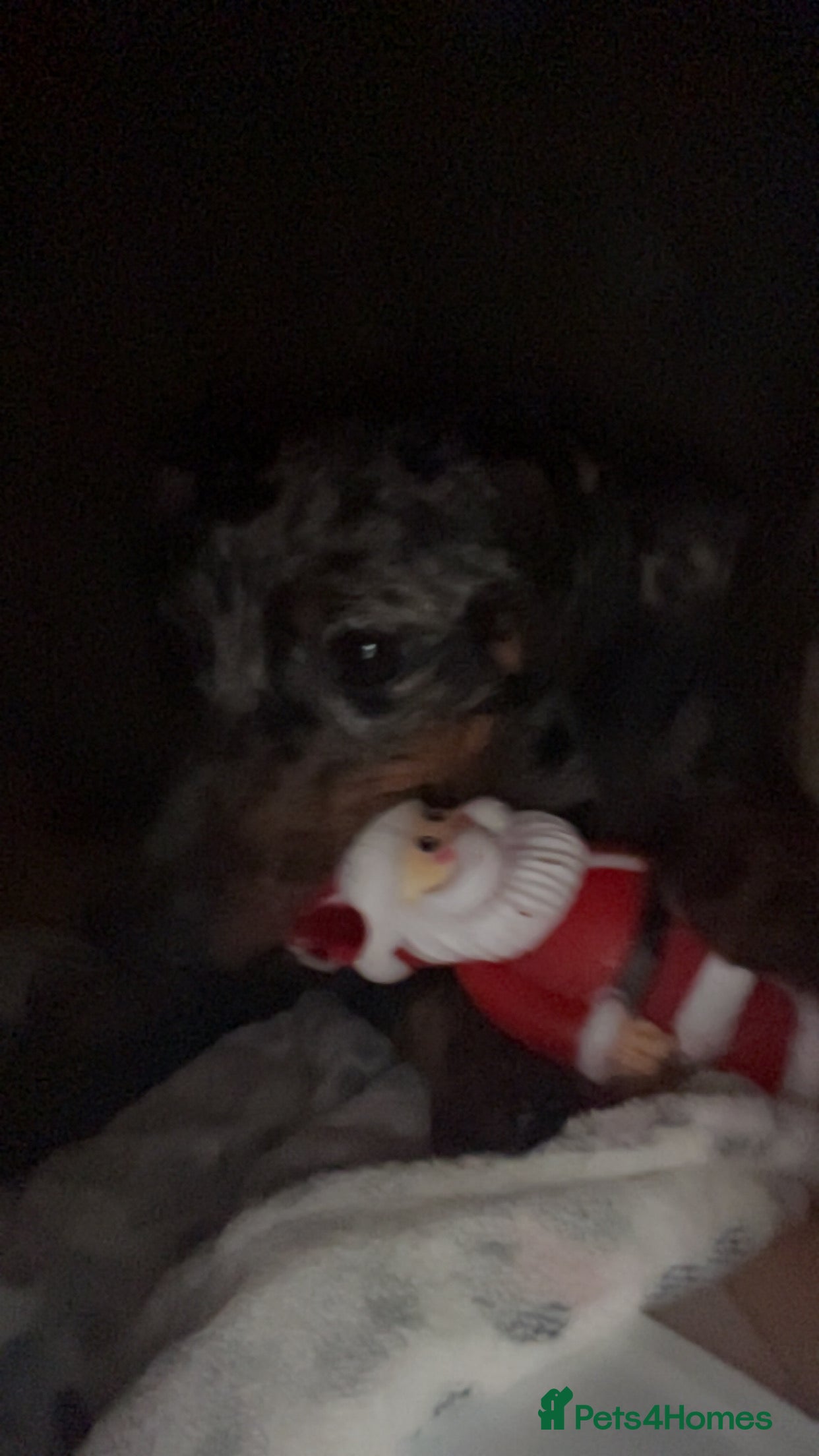 Dachshund dogs miniature dachshund Mabel x - Advert 1