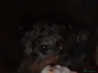 Dachshund dogs miniature dachshund Mabel x - Advert 2