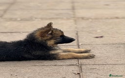 German Shepherd dogs for sale: Ready now! Lovely German shepherd girl puppies gsd - Image 3