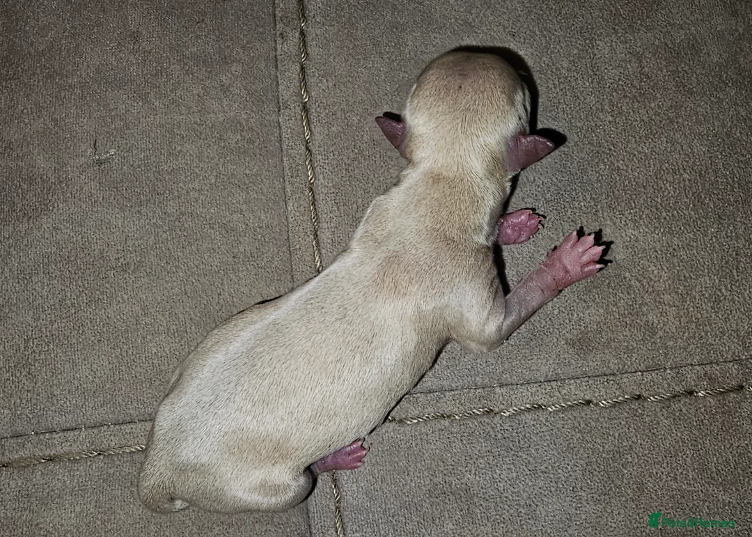 Chihuahua dogs for stud: Kc reg Lilac short coat for stud  in Bedford - Advert 13