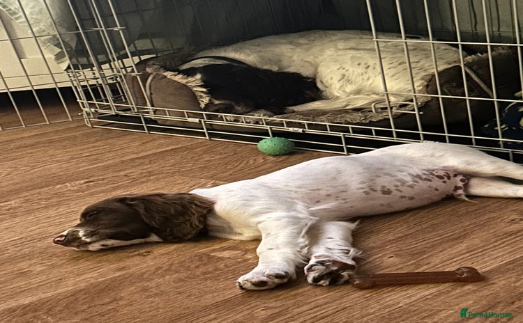 English Springer Spaniel dogs - Advert 15
