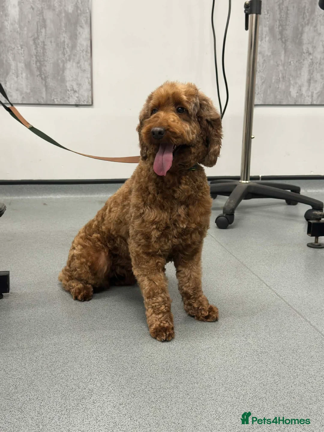 Irish Doodle dogs for sale: Irish doodle girl  - Advert 3