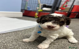 Toy Poodle dogs for sale: Toy poodle boy chocolate and white  - Advert 2