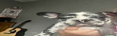 French Bulldog 3