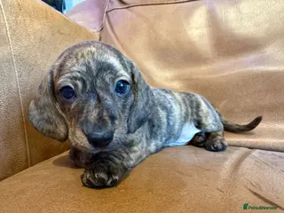 Miniature Dachshund dogs PRA clear IVDD IDC - 0 brindle mini dachshund pups - Advert 9