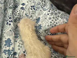 Bengal cats ✨ Exceptional Pure TICA Reg Bengal Kittens ✨ - Advert 8