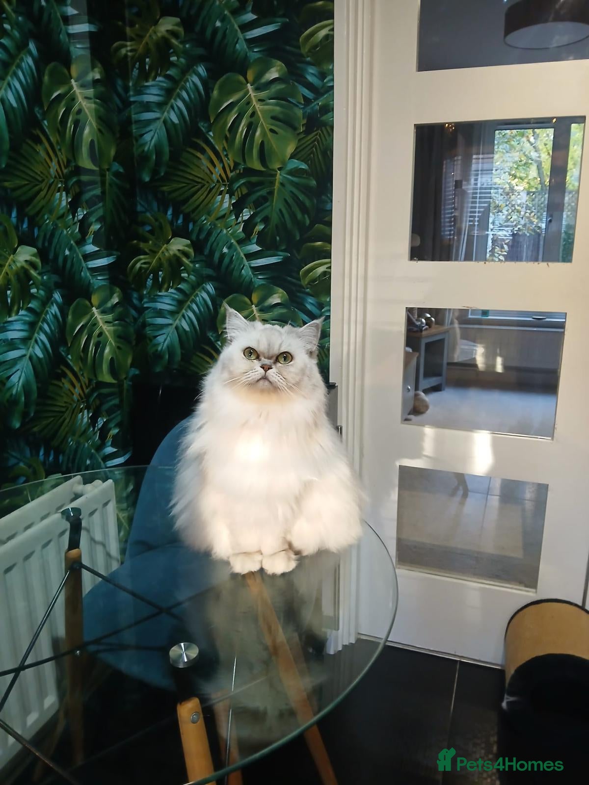 Persian cats chinchilla persion  - Advert 8