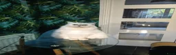 Persian cats for sale: chinchilla persion  in Richmond - Advert 1