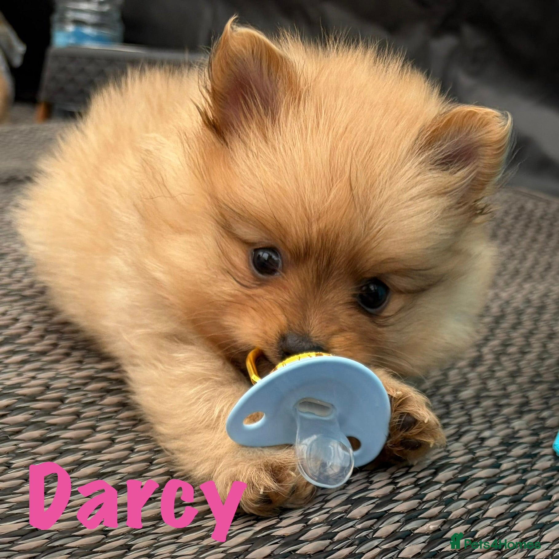 Pomeranian Puppy 8