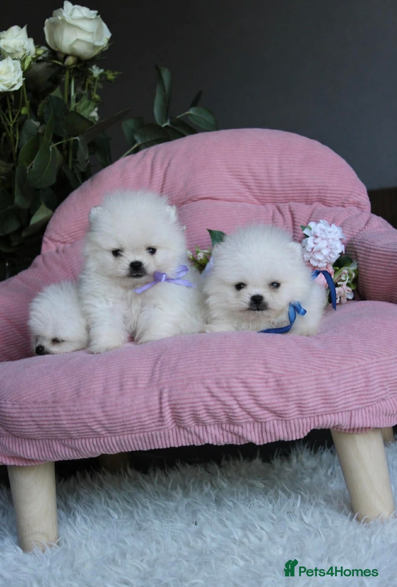 Pomeranian dogs Tiny white KC Pomeranian girl - Advert 4