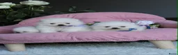 Pomeranian dogs for sale: Tiny white KC Pomeranian girl in Hemel Hempstead - Advert 1
